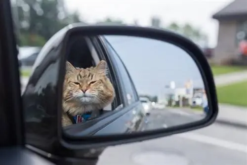 kucing di dalam kereta