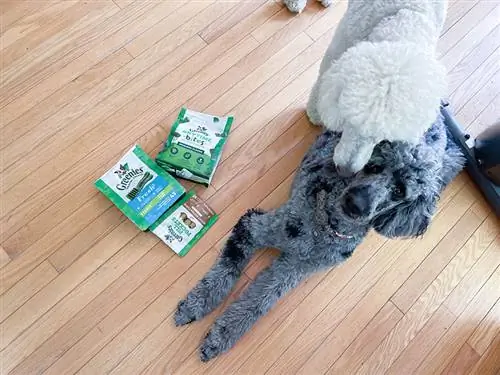 dois cachorros poodle e guloseimas para cães greenies