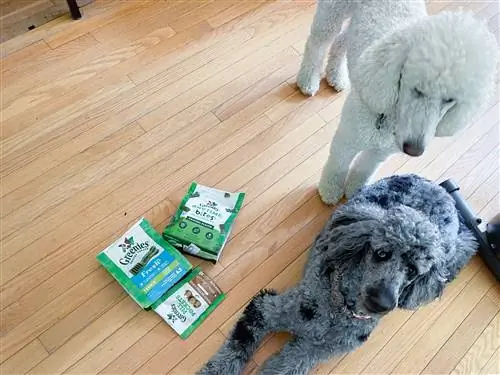 dos perros caniche con golosinas para perros greenies