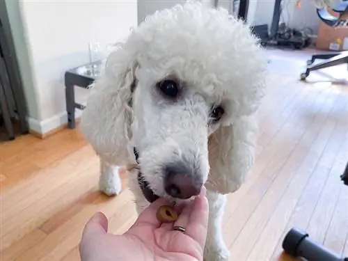 un perro caniche blanco es sobre el bolsillo de la píldora de los greenies