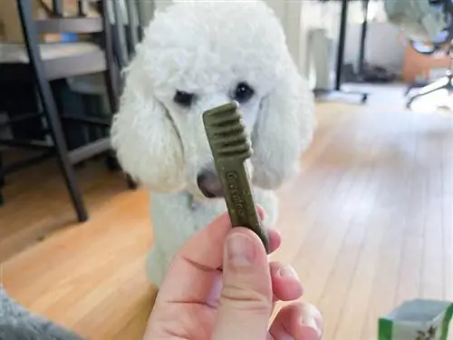 Perro caniche blanco mirando golosinas dentales greenies