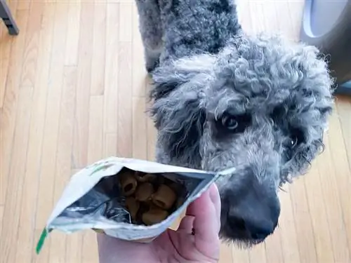 bolsillos para pastillas de perro caniche y greenies