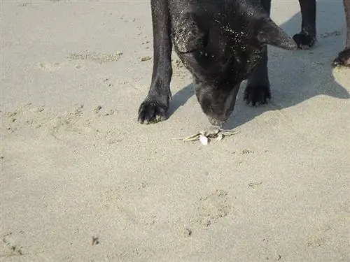 zwarte hond snuffelt aan een kruipende krab op het strand