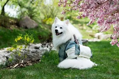 6 races de chiens japonais originaires des îles (avec photos)