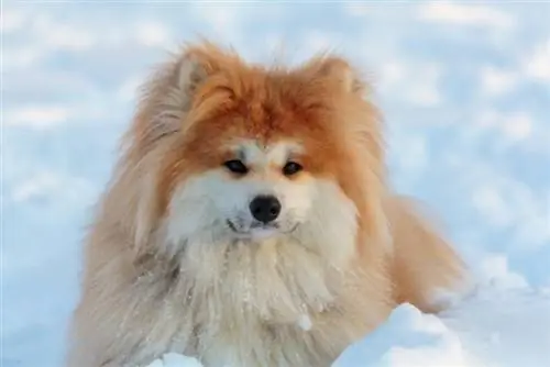 rambut panjang akita jepun