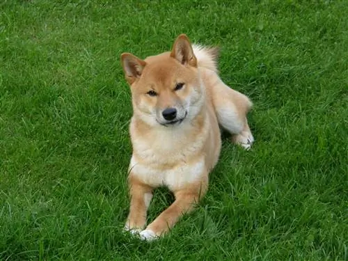 Hokkaido Inu