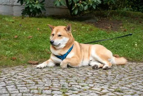 anjing bijan shiba inu berbaring dengan kon pain dan padang rumput