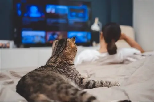 Frauen und eine Katze sitzen im Schlafzimmer und schauen gemeinsam online fern