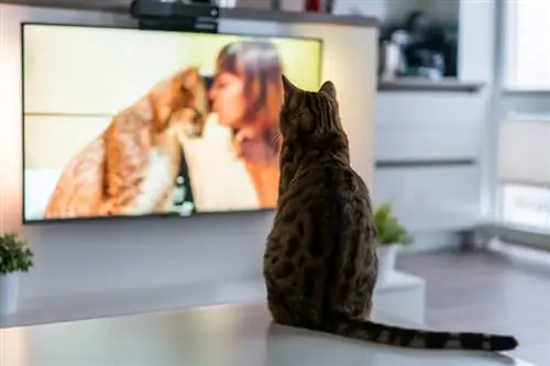 Katze schaut sich eine Fernsehsendung über Großkatzen an