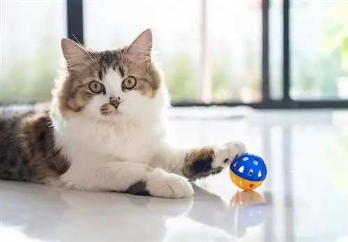 Lindo gato persa cruzado jugando con una pelota