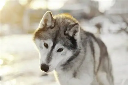 Agouti at White Husky