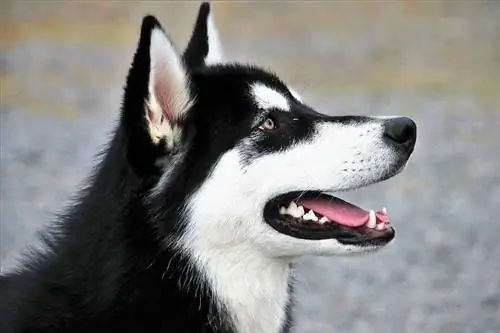 Husky blanc i negre