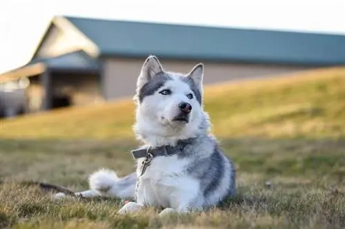 Harmaa ja valkoinen husky harmaalla kauluksella