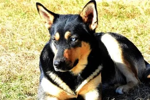 Black and Tan Husky