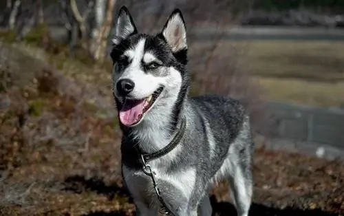 Musta ja harmaa husky