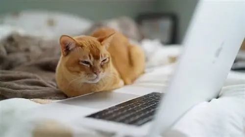 chat orange qui louche sur un ordinateur portable