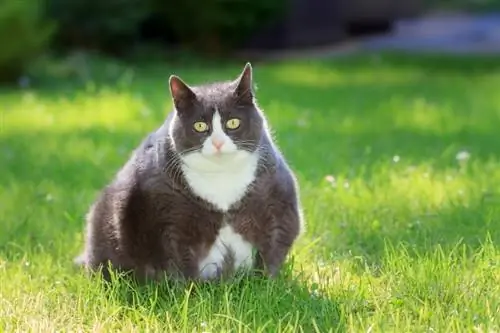 gato gordo sentado na grama