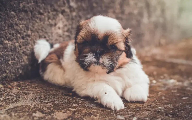 taza de té pequeña blanca y marrón cachorro Shih Tzu