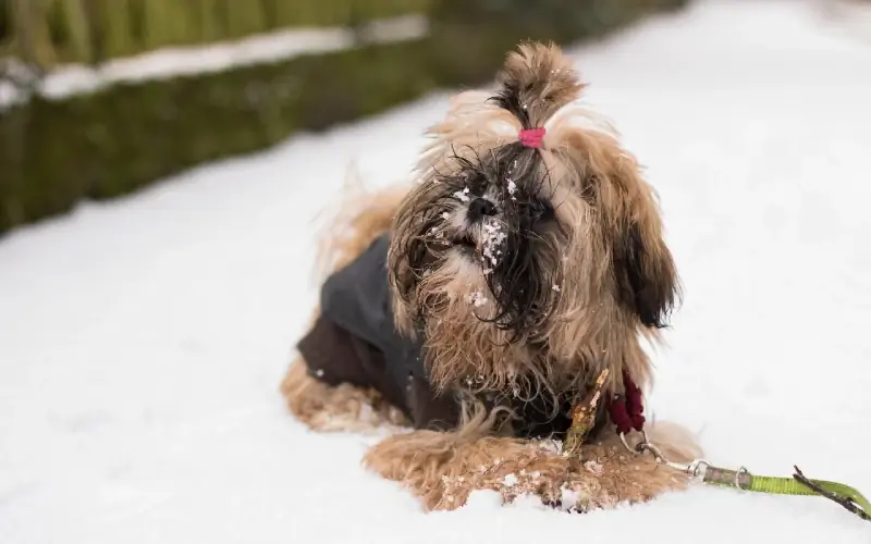 cachorro shih tzu en la nieve con un palo