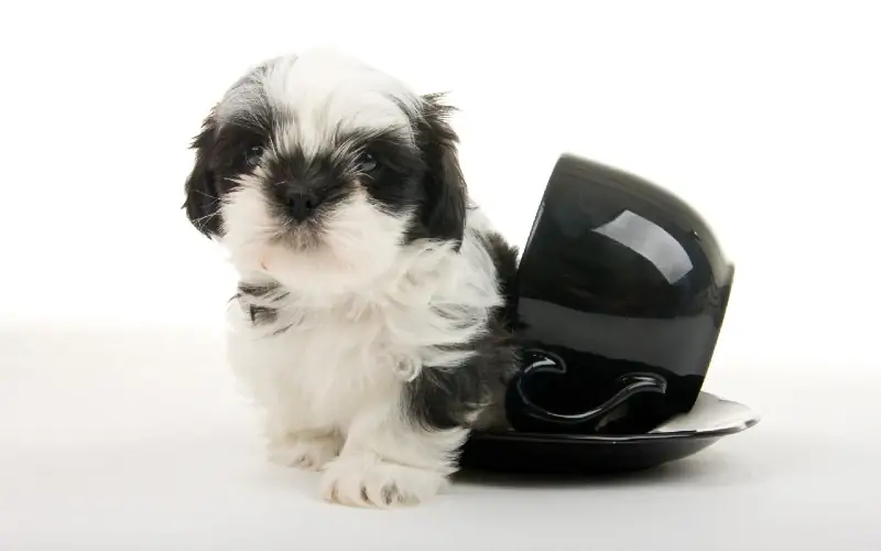 Theekopje Shih Tzu: verzorgingsgids, foto's, temperament & Eigenschappen