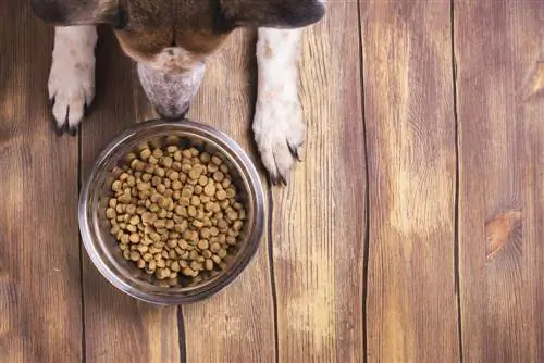 anjing dengan makanan kibble