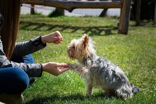 Métodos de entrenamiento canino de refuerzo positivo versus corrección: ¿cuál elegir?