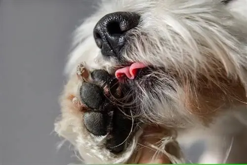 11 remèdes maison naturels pour empêcher le chien de se lécher les pattes (approuvé par le vétérinaire)