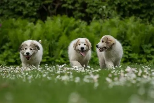 Great Pyrenees menyuam dev