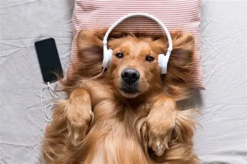 golden retriever müzik listesi