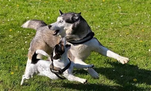 Husky Jack Russel Terrier jugant