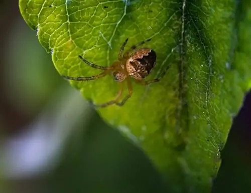 Como é uma picada de aranha em um cachorro? (Guia aprovado pelo veterinário)