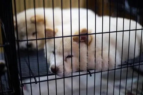 Puppy Mill vs Breeder: Paano Makita ang Pagkakaiba