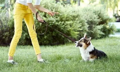 Welsh Corgi-hond wordt gestraft_Vitalii Matokha_shutterstock