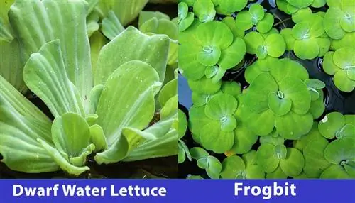 Dwarf Water Lettuce vs Frogbit zij aan zij