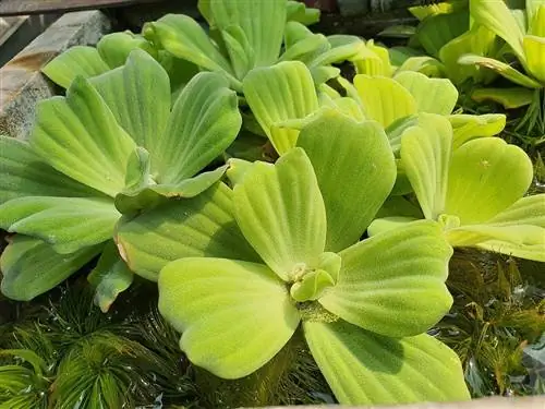 kaw cov dwarf lettuce