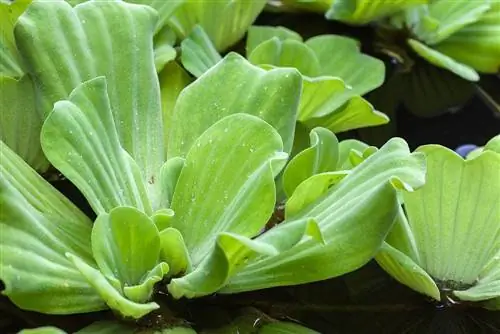 kaw cov dwarf lettuce