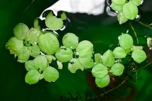 Aquarium floating nroj tsuag hu ua Amazon frogbit Limnobium Laevigatum_Zay Nyi Nyi_shutterstock