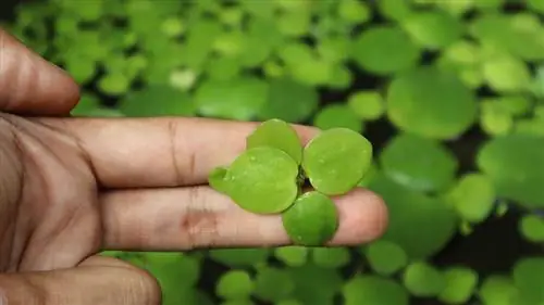 amazon frogbit på en persons fingre