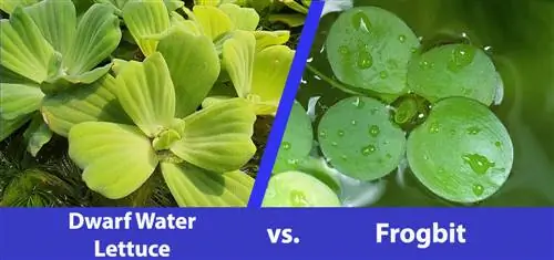 Dwarf Water Lettuce vs Frogbit: Qhov txawv yog dab tsi?