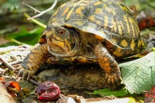 tartaruga de caixa oriental comendo uvas