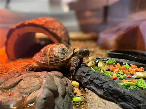 En liten sköldpadda som äter morötter och broccoli från en stenig maträtt i ett terrarium med rött ljus