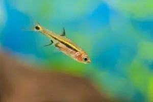 rasbora