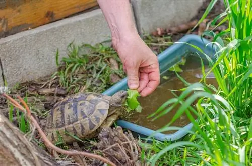 tortue mangeant des feuilles de raisin