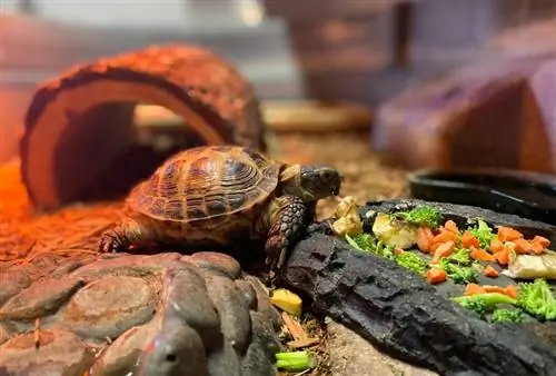 tortue mangeant des légumes