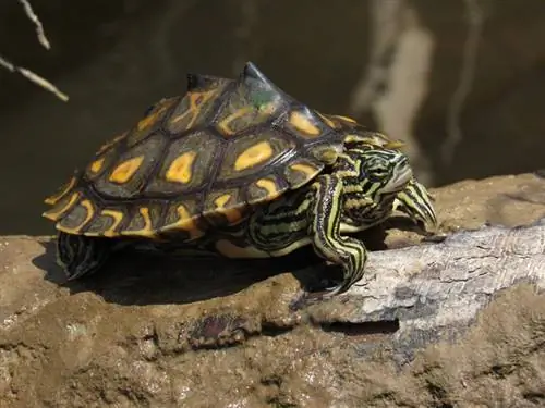 Combien de temps les tortues peuvent-elles rester hors de l'eau ? Faits revus par les vétérinaires