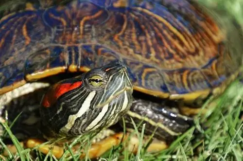 Rooi-Eared Slider Skilpad