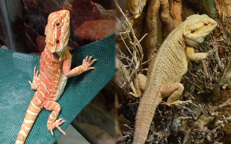 Fancy Bearded Dragon vs Bearded Dragon - Visuella skillnader