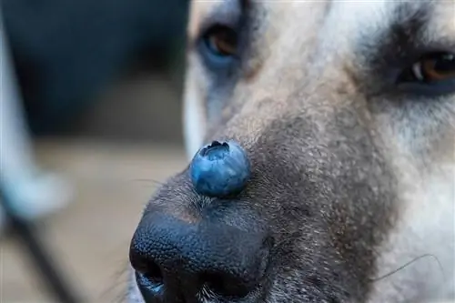 Hund mit Blaubeere auf der Nase