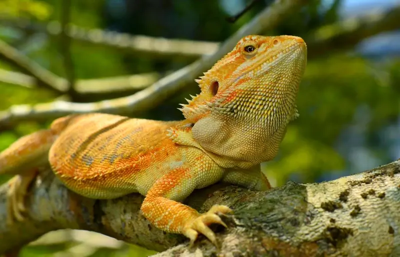 dragon bărbos bărbos hipo piele pe o ramură