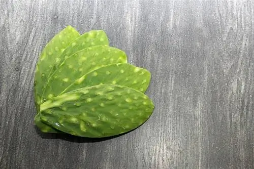 কাঠের টেবিলের উপর nopales